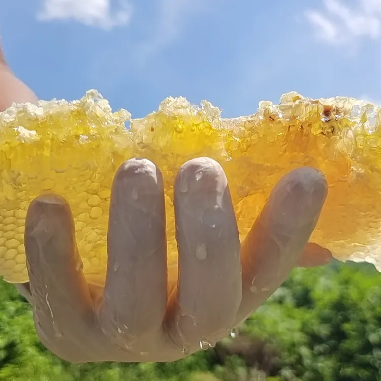 蜂巢蜜 中蜂蜜 巢蜜 天然无添加蜂蜜 可以嚼着吃的蜂蜜