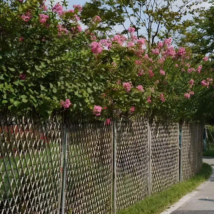 紫薇篱笆墙/桂花活篱笆/绿篱/篱笆/民宿/别墅/围栏/庄园