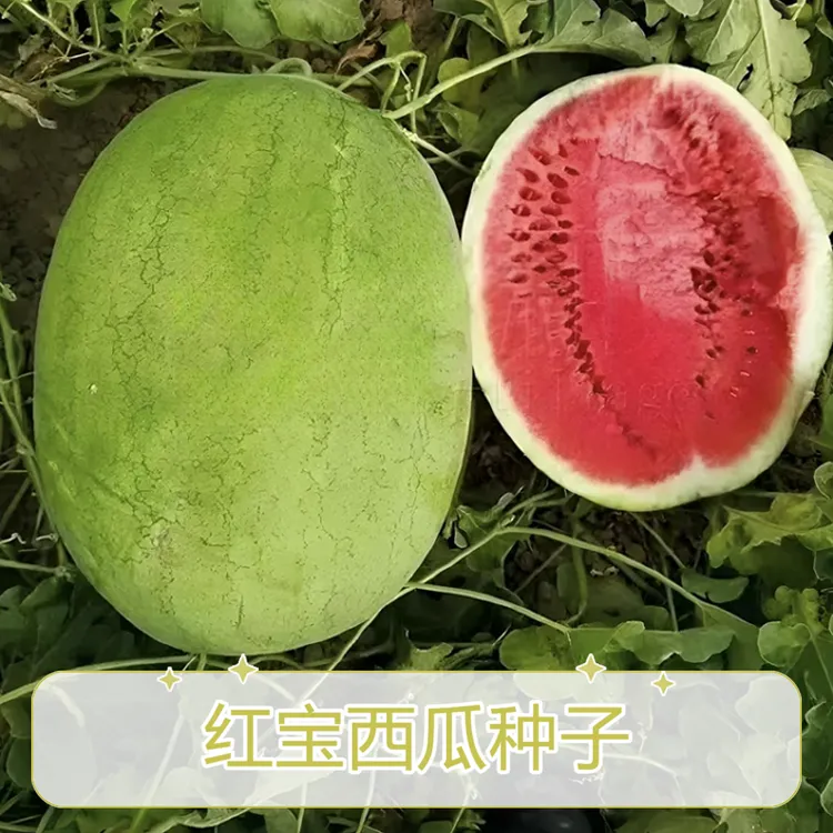 【红宝西瓜种子】西瓜种籽庭院菜园春夏播种红宝西瓜种籽蔬果种子