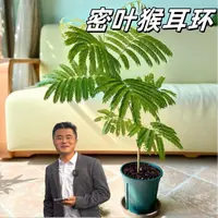 密叶猴耳环盆栽地栽高端室内绿植盆栽网红ins风绿植高端
