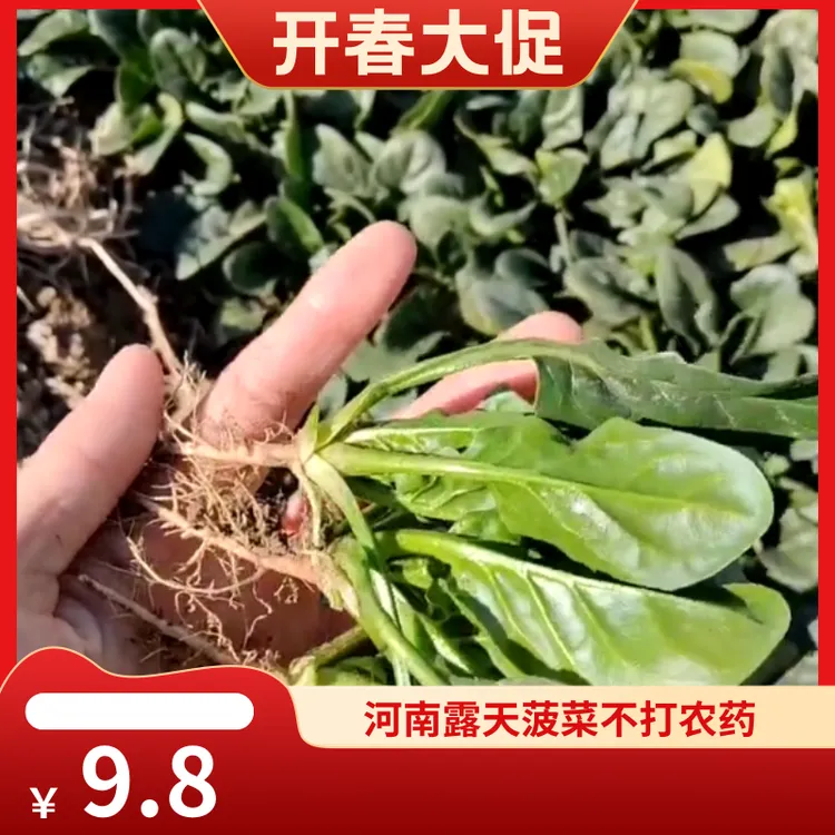河南新鲜菠菜直发露天菠菜霜降后更清甜现摘现发不打农药