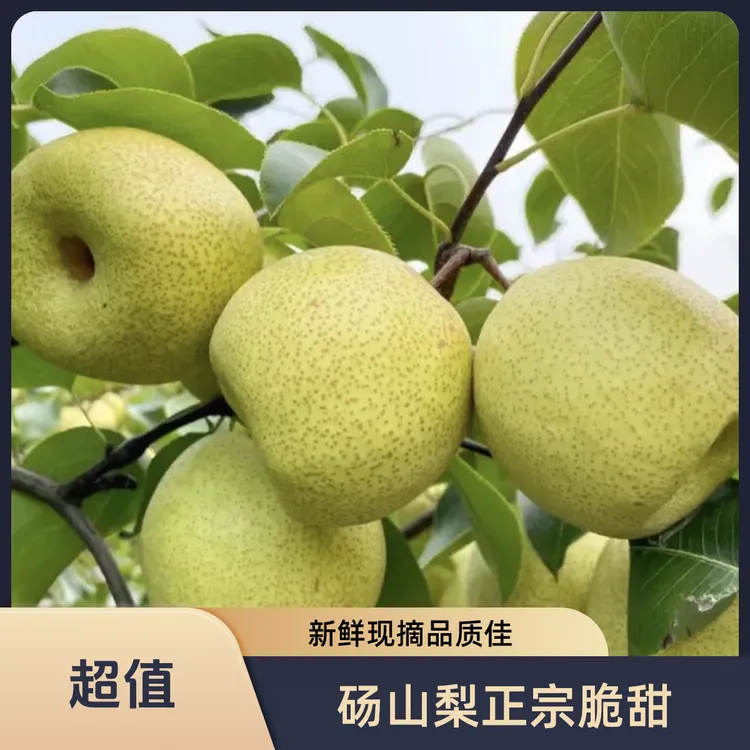 砀山酥梨皮薄多汁果肉细腻脆甜可口正宗砀山梨新鲜水果原产地直发