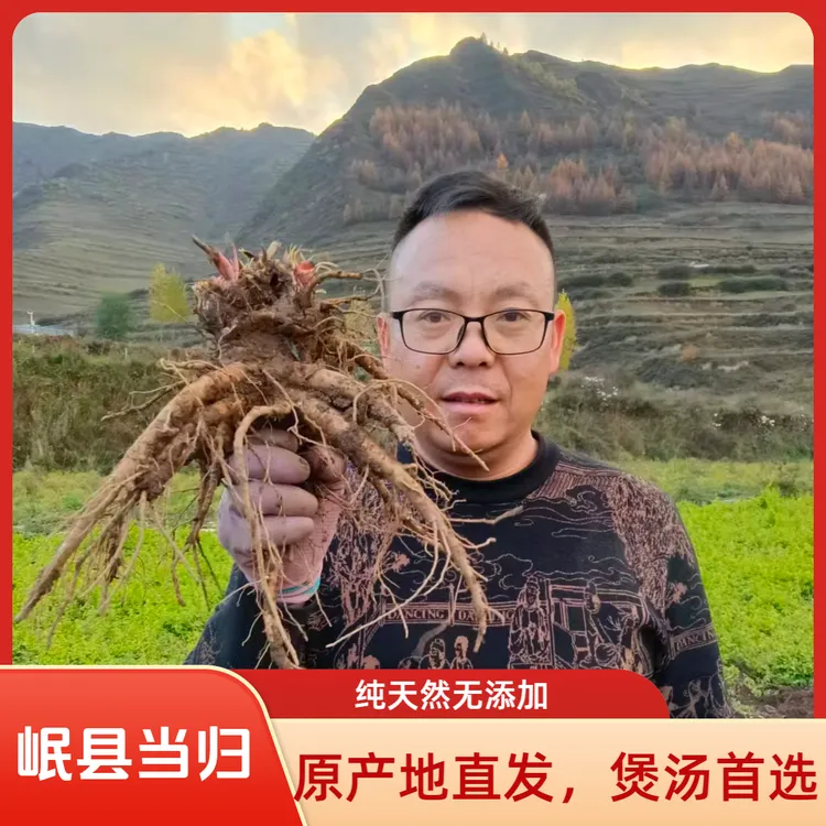 岷县特级鲜活当归原条新鲜直供滋补养生煲汤搭配黄芪党参