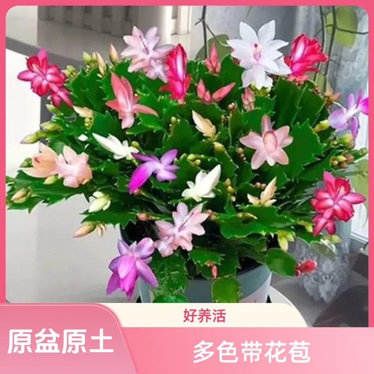 多色蟹爪兰盆栽带花苞好养四季种嫁接蟹爪莲植物开花多肉花苗花卉
