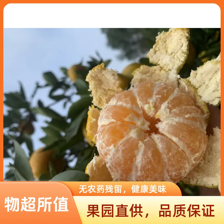 新鲜当季无籽青皮蜜橘酸甜多汁薄皮孕妇水果60-70mm大果