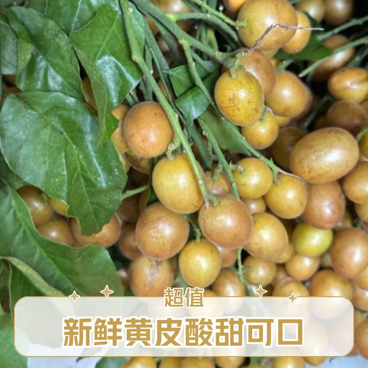 新鲜黄皮果酸甜，带枝叶，偏小收尾，发顺丰空运