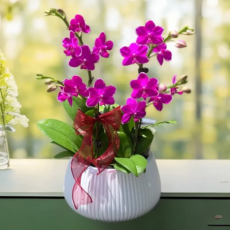 蝴蝶兰花红水仙带香味开花株盆栽室内花卉绿植四季开花好养活