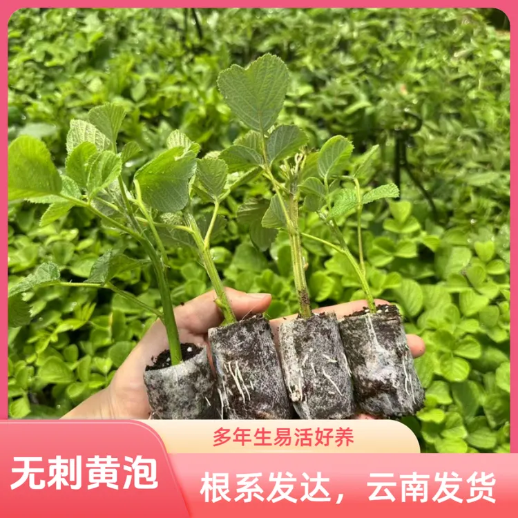 云南直发无刺黑泡黄泡黑莓四季绿植易活多年生室外庭院盆地栽果莓
