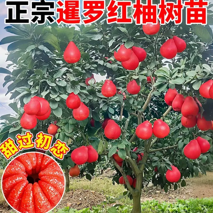 柚子树苗嫁接泰国暹罗红柚苗当年结果南北方种植盆栽地栽水果树苗商品图