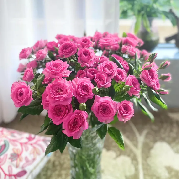 斗南云舍花卉【苏菲宝贝】多头玫瑰
