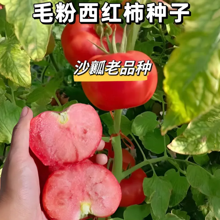 【老品种番茄种子】老沙瓤番茄种子大粉毛粉番茄种子四季蔬菜种孑商品图