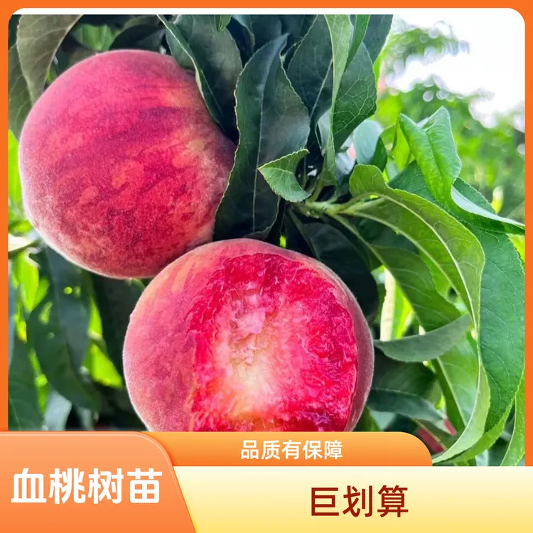 血桃树苗盆栽地栽南北方种植当年结果