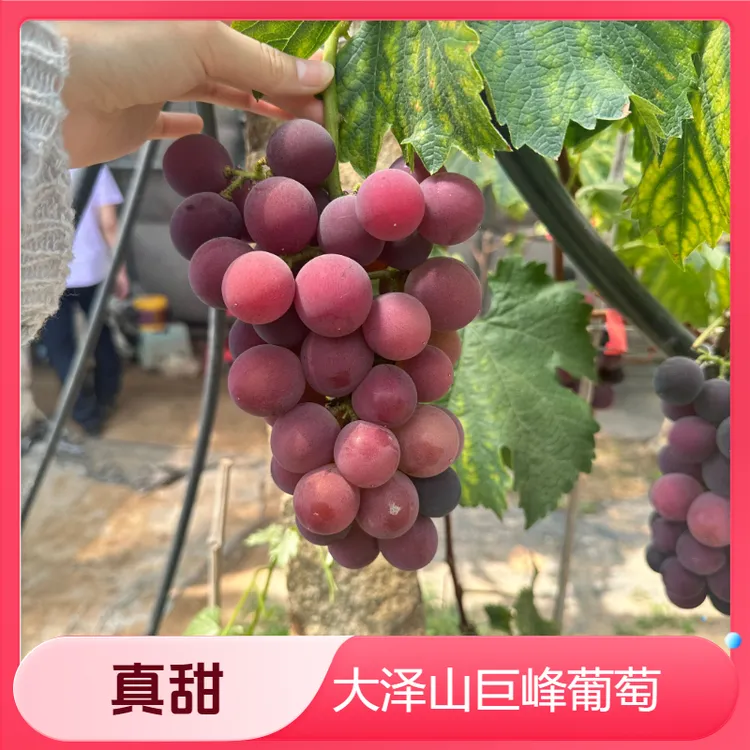 大泽山巨峰大葡萄紫色水果甜当季新鲜品种排名前十一整箱批发现摘