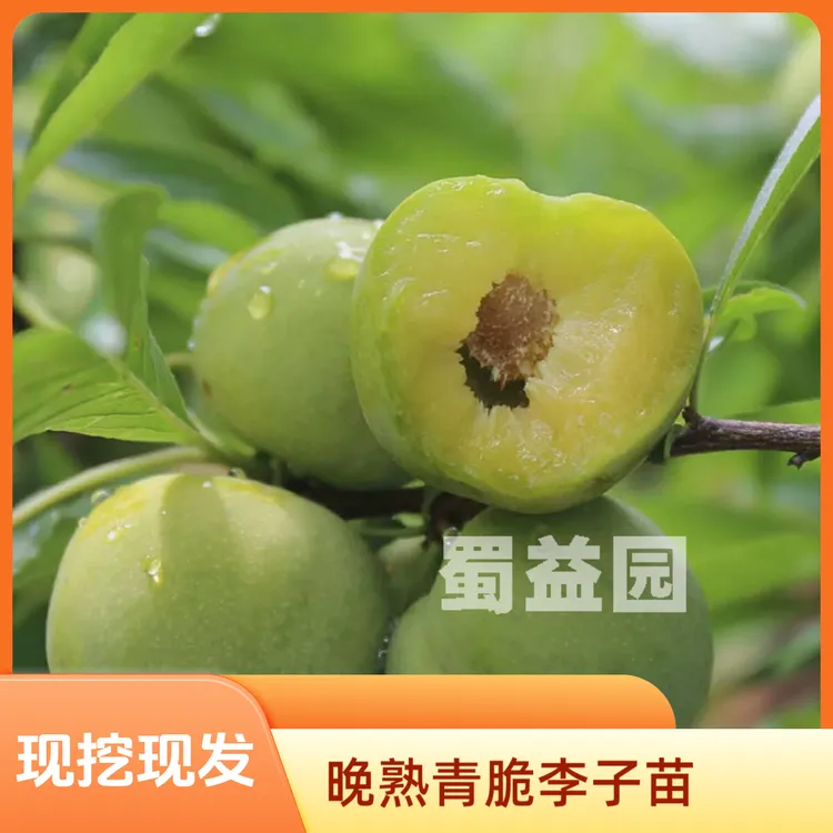 【果树】脱骨青脆李子苗原产地青李子嫁接苗纯正青脆李苗李子树苗