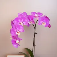 朝暮里蝴蝶兰【素心】全花开花珠发货