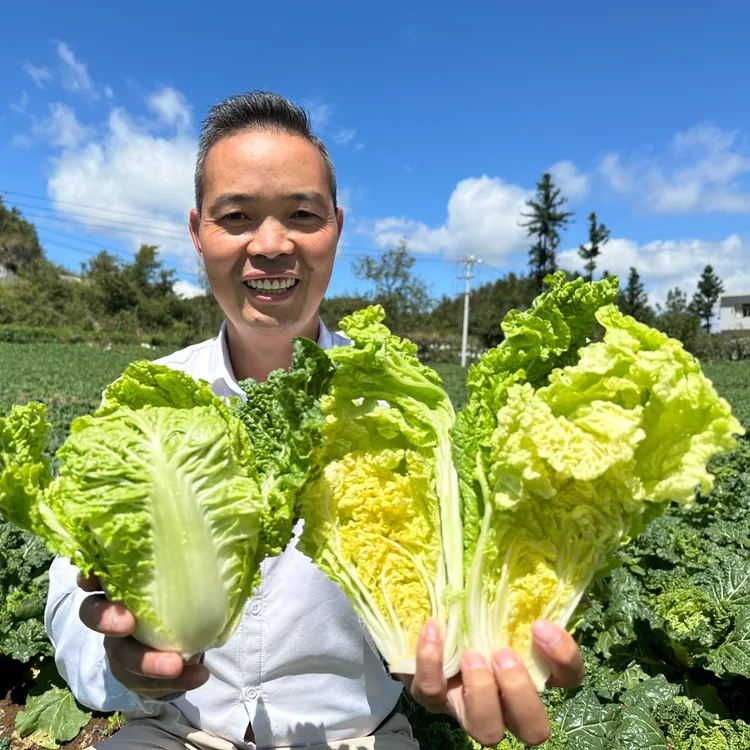 现砍现发贵州高山露天老品种麻叶菜自然生长小白菜新鲜蔬菜送蘸水