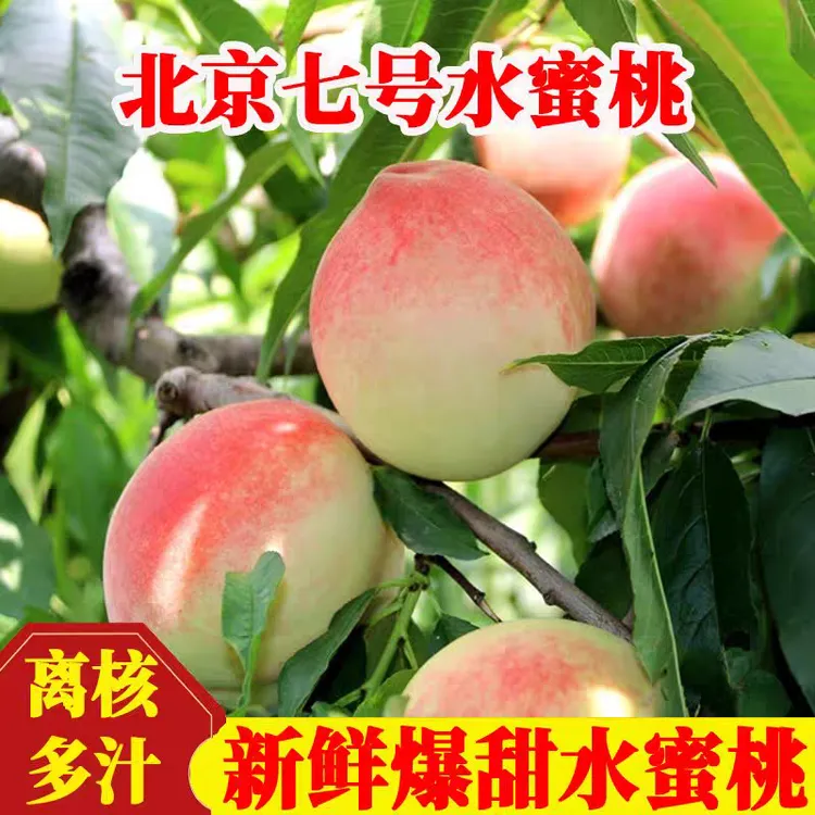 精品秦安北京七号水蜜桃/果园现采现发/坏果包赔