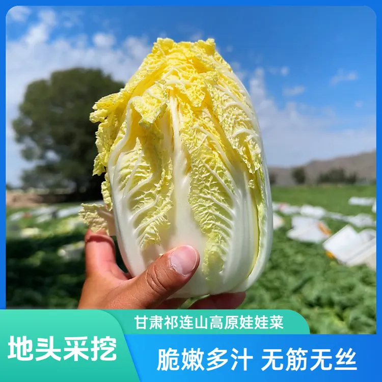 黄心娃娃菜甘肃祁连山高原娃娃菜新鲜火锅食4.5斤/8.5斤坏菜包赔