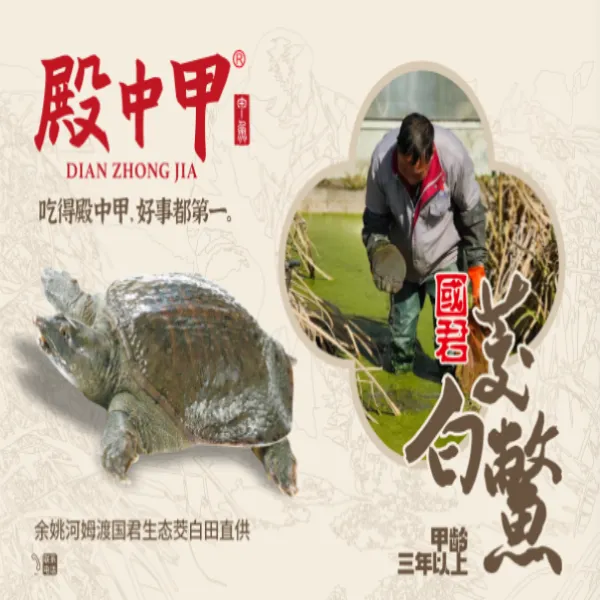 殿中甲3年茭白田野养甲鱼