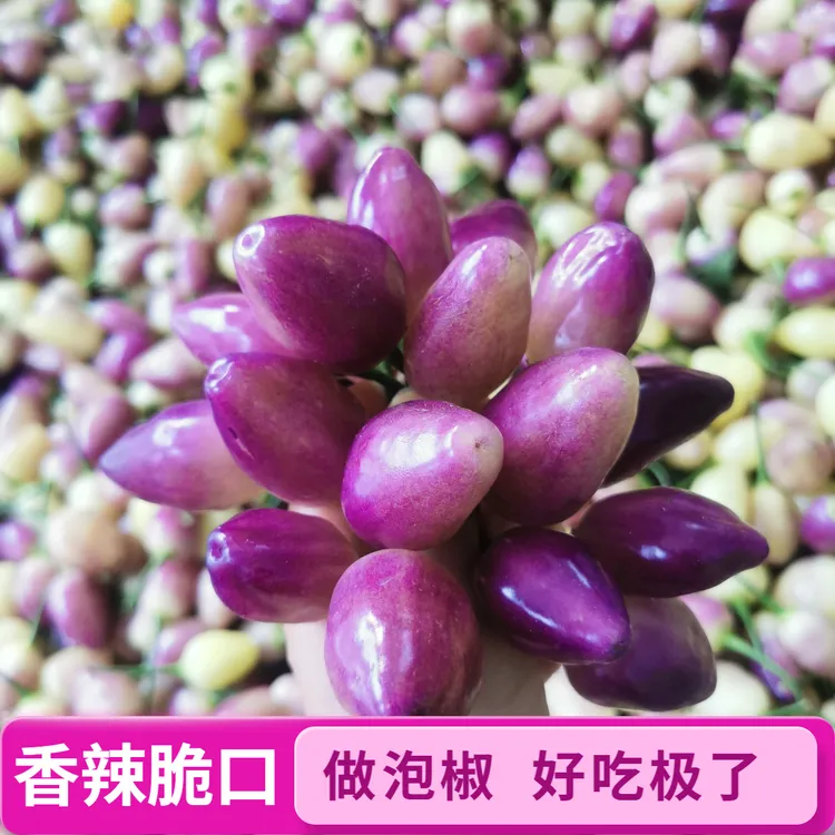 【特价福利】云南新鲜七彩椒五彩灯笼椒脆香可腌制泡椒特产包邮