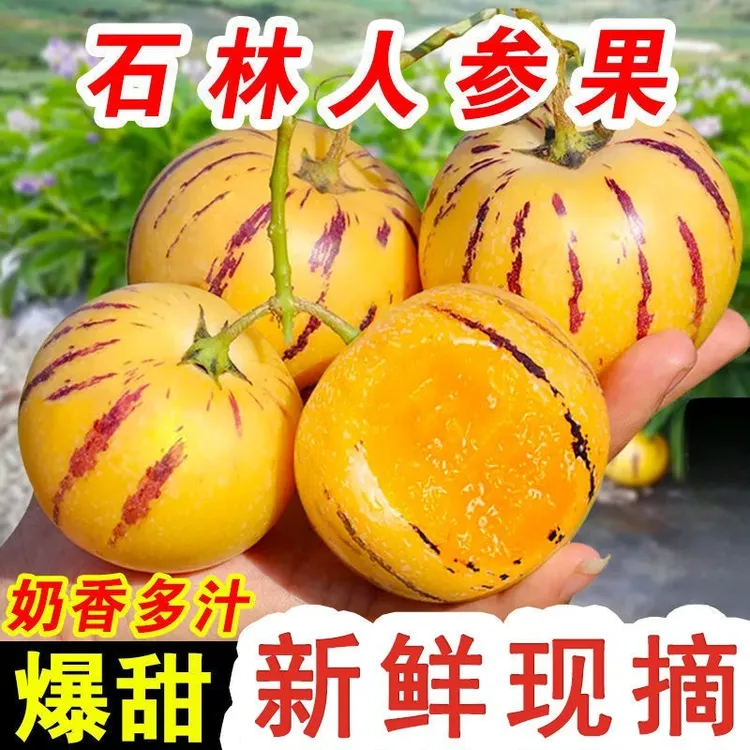 云南石林树上熟黄肉果新鲜清甜多汁当季水果