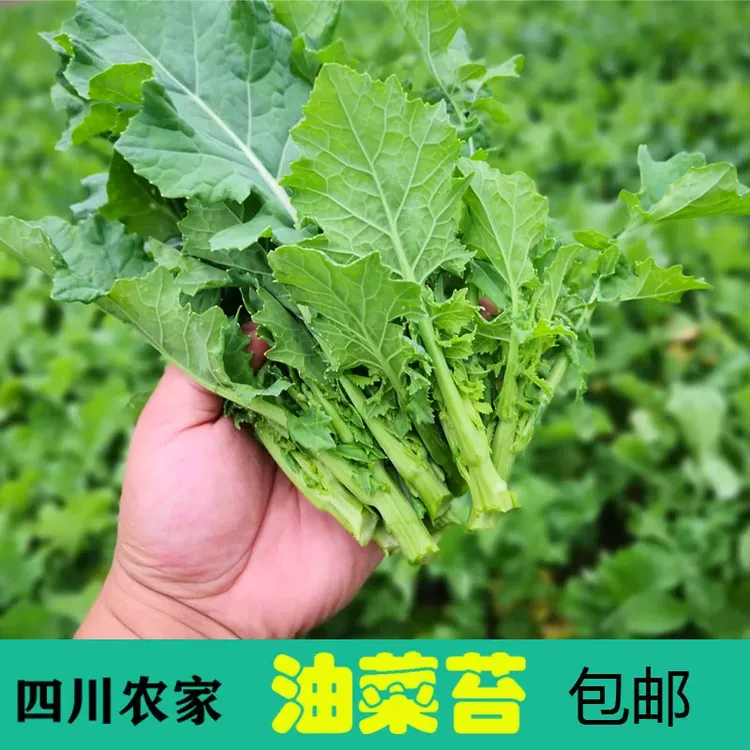 四川新鲜油菜苔绿色蔬菜鲜嫩实惠装蔬菜绿芸薹菜台菜苔芥包邮