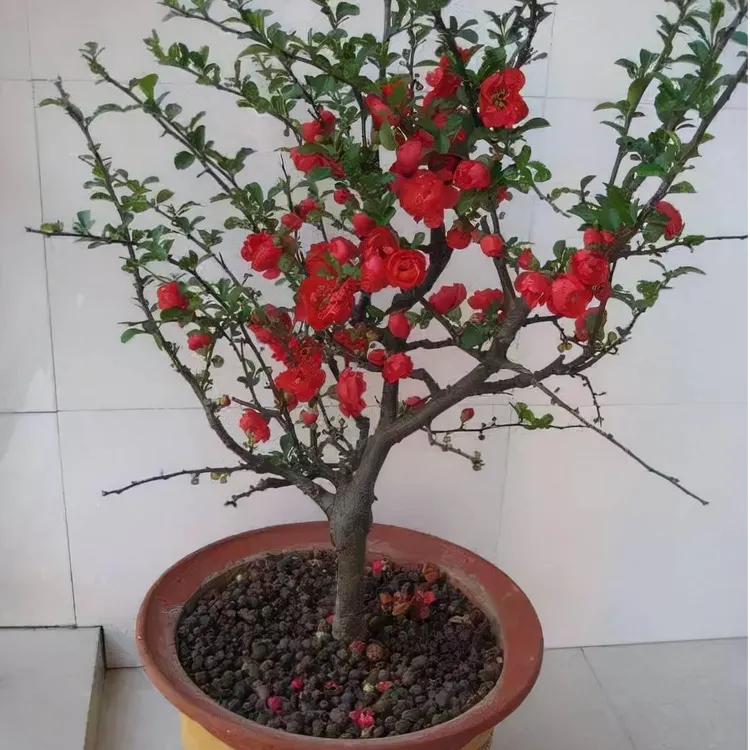 耐寒四季海棠花老桩盆栽开花绿植盆景长寿冠花卉阳台室内室外包邮