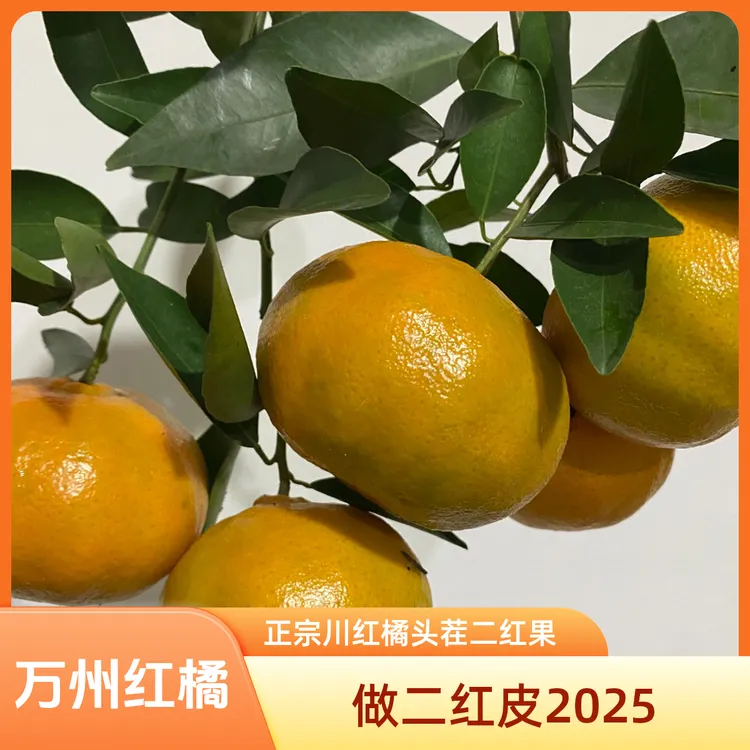川红橘古树大红袍二红果