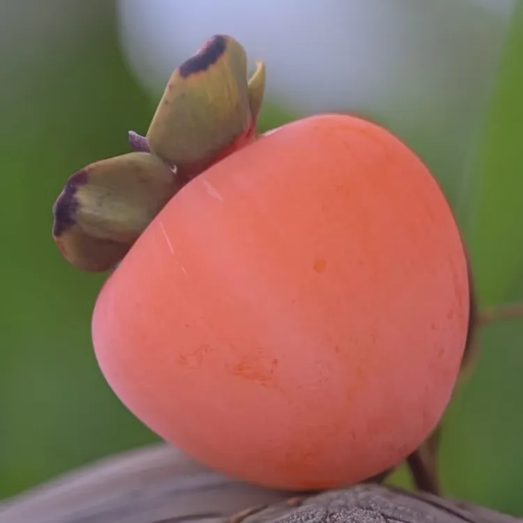 陕西富平大尖柿子