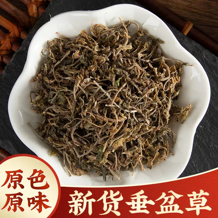 垂盆草正品道地精选无硫新货垂盆草滋补养生搭配枸杞泡水泡茶喝