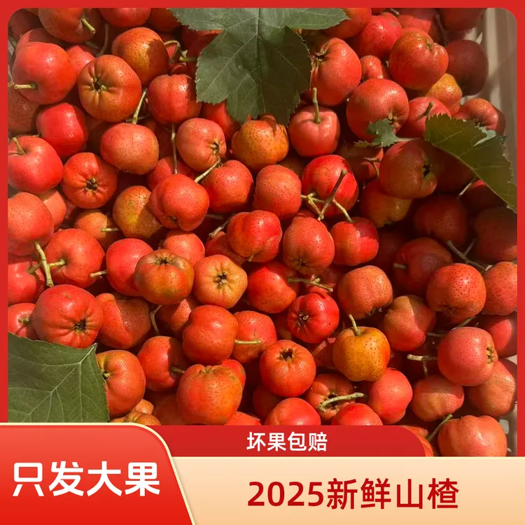 【当季鲜果】大棉球山楂2025河北新鲜现发酸甜产地直发鲜山楂
