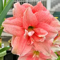 【D-荣耀】★南非重瓣朱顶红种球室内外盆栽花卉