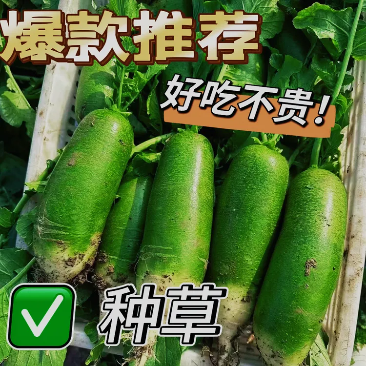 【钰媛农场/京东包邮】天津翠绿103水果萝卜现拔生吃不辣脆甜多汁