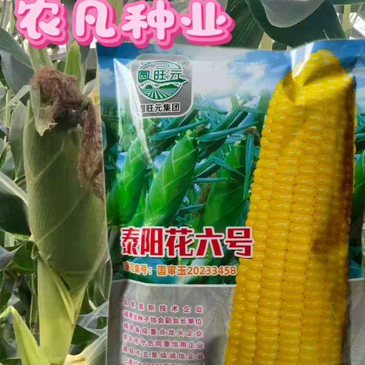 太阳花6号玉米种子泰系甜玉米种子高产鲜食玉米种子正品直销包邮