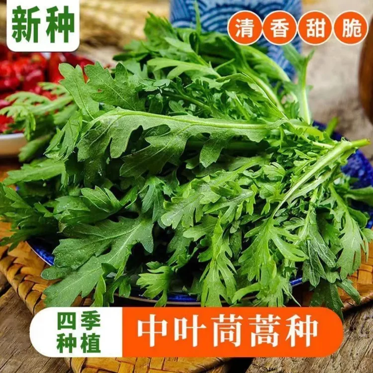 皇帝菜中叶茼蒿菜种子分叉多花叶茼蒿种子四季春菊菜蔬菜种子lz