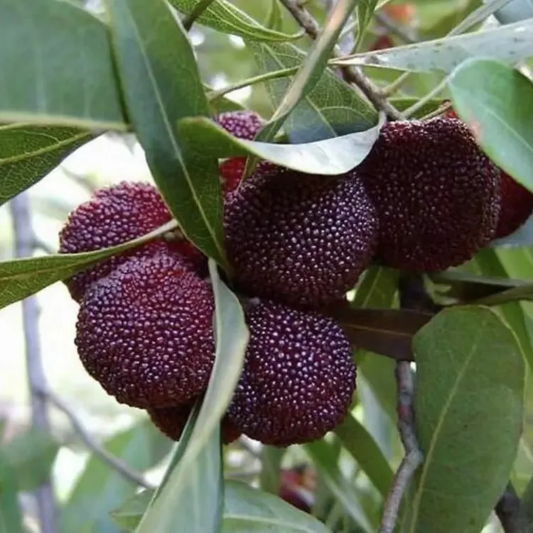 【杨梅树苗】正宗东魁杨梅果树苗阳台庭院盆栽地栽南北方黑炭杨梅