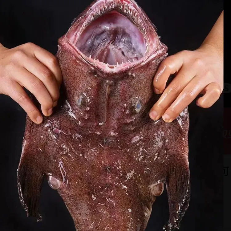 新鲜冷鲜无刺安康鱼海捕生鲜海鲜水产