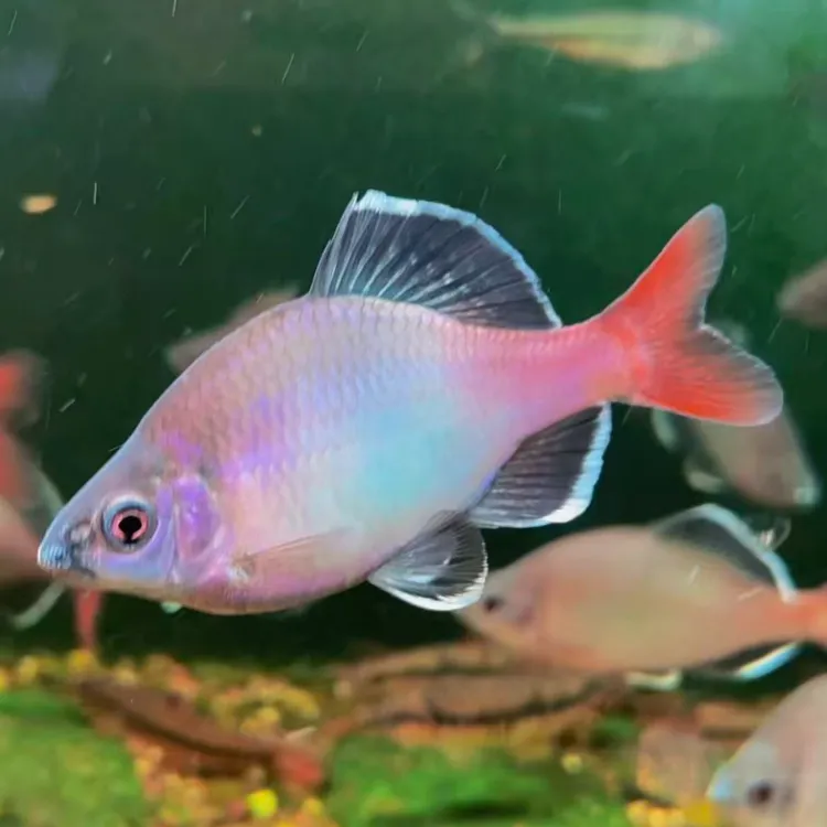 湖南白边紫光须鱊鳑鲏鱼除藻清洁观赏鱼原生冷水鱼好养耐活