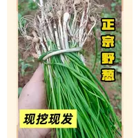 贵州野葱新鲜野蒜春季野菜现挖野生胡葱头小根蒜种子籽苗薤白