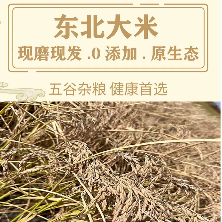 东北大米 松花江水灌溉2025年新米 长粒香中科发五5kg