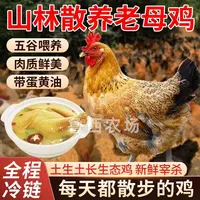 【鲁西1*】放养2年黄油老母鸡 带内脏 4只净重10斤