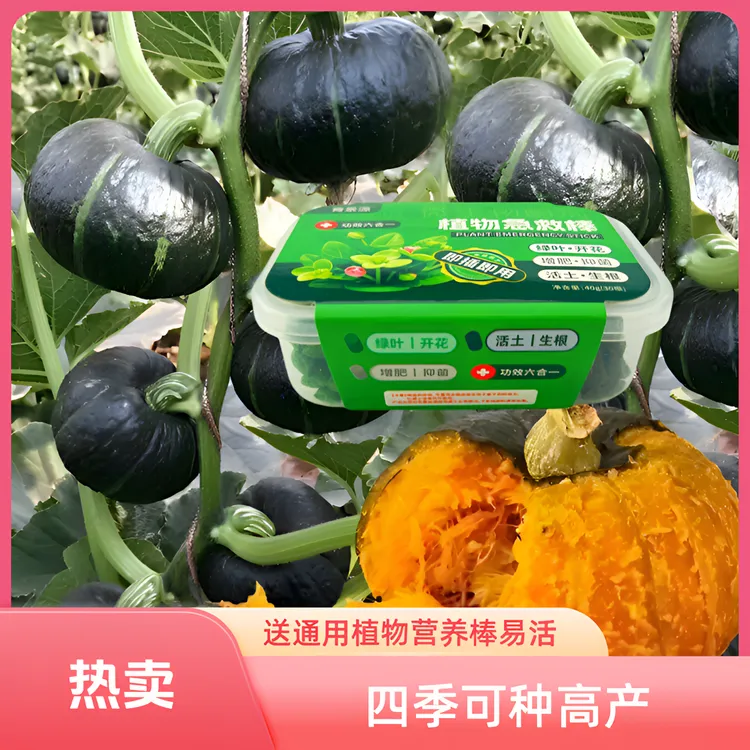 甘甜贝贝南瓜种子【送营养棒一盒】高产香甜南瓜春秋四季小南瓜种籽