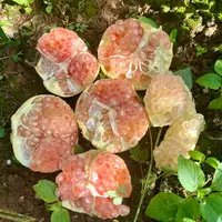 【恒泽优选】云南蒙自硬籽丑石榴