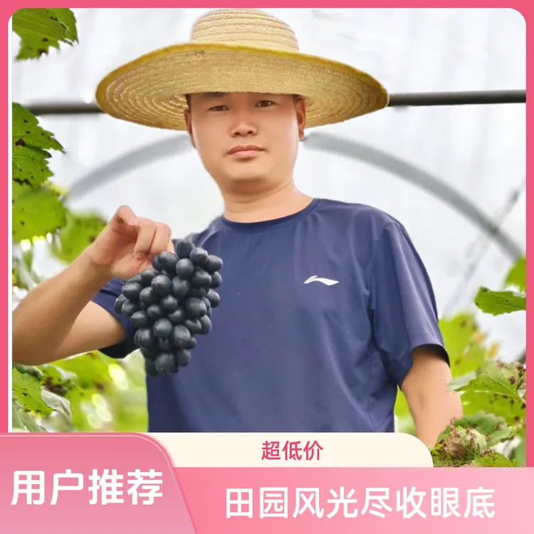月圆人团圆-礼遇中秋价/贵州长顺紫王葡萄黑葡萄新鲜水果新鲜