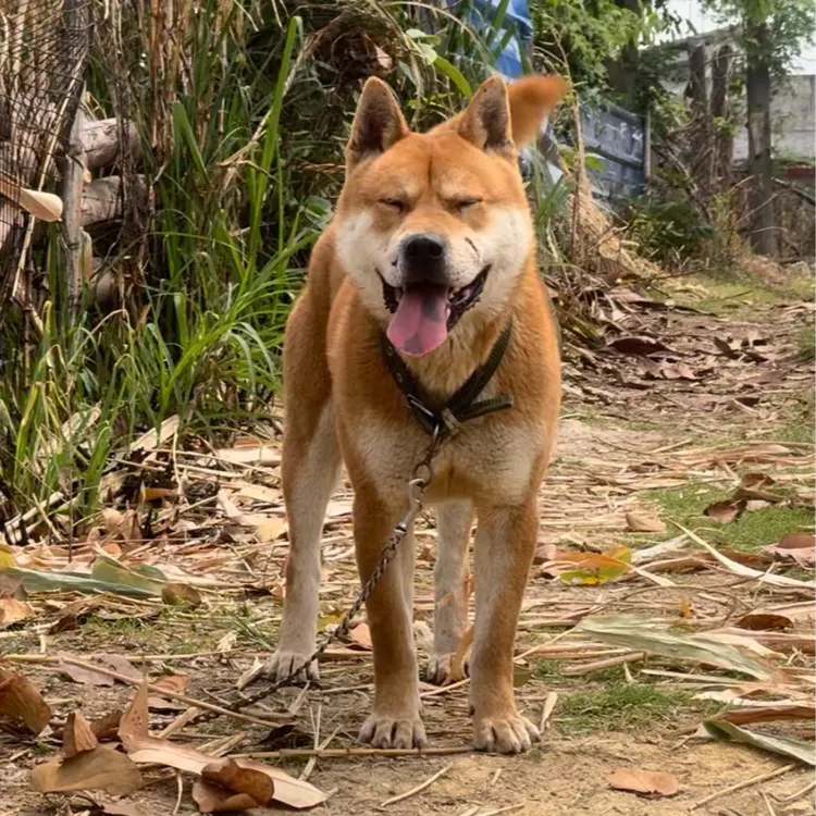 【中华田园犬】狗狗宠物活体链接