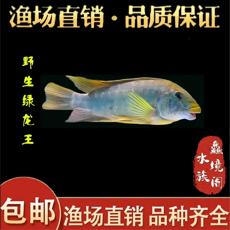 非洲进口野生绿龙王 坦噶尼克湖 龙王鲷 三湖慈鲷 坦鲷 红龙王