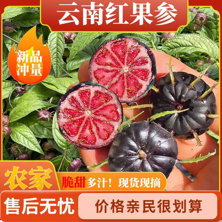 正宗云南高山红果参蜘蛛果新鲜采摘产地直发当季稀有水果算盘果