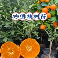 【特级砂糖橘带花苞】小院阳台新手种植南北方均可种植好养