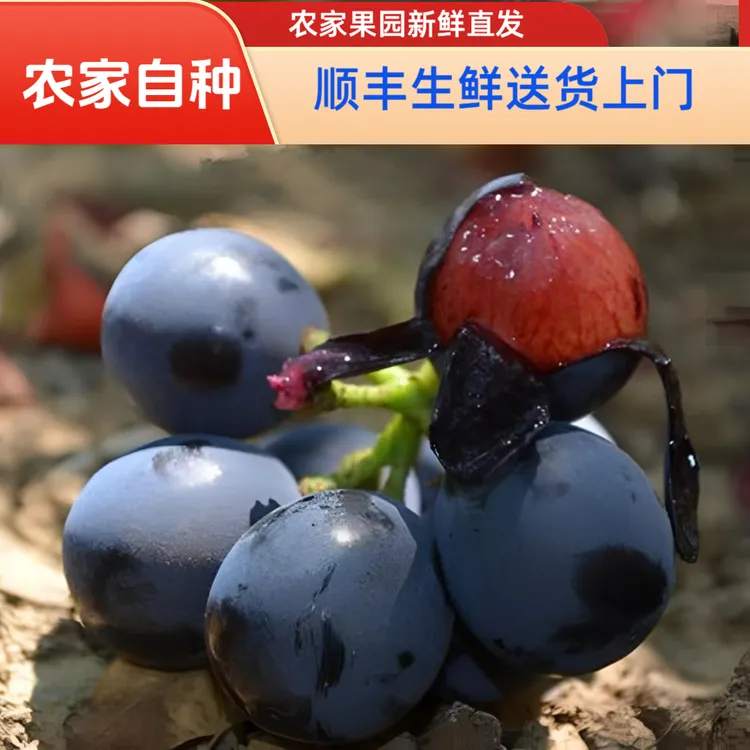 夏黑葡萄无膨大【顺丰生鲜】农家果园直发当季水果无籽葡萄酸甜