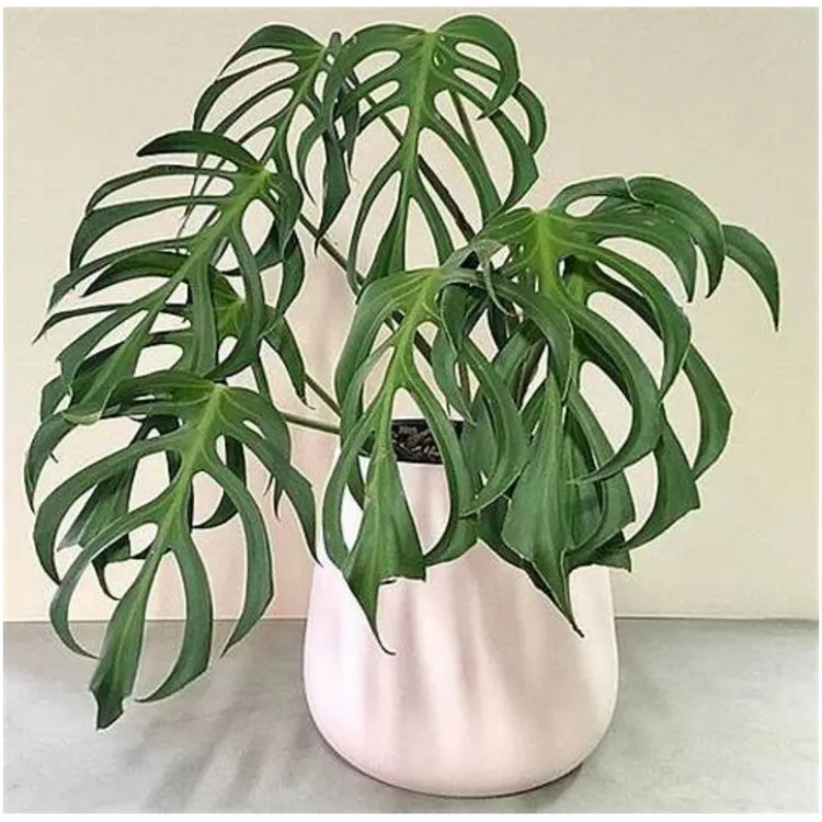 巴西龟背竹火焰龟布鲁玛克斯Monstera Burle Marx Flame室内绿植